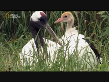 ニッポンのフレンズ