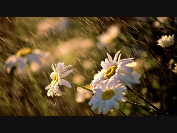 【究極の癒し】　雨音と強風の音