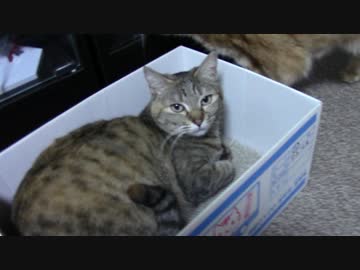 拾いねこ＠生後1742/1709日目　呉の雪風佐世保の時雨。