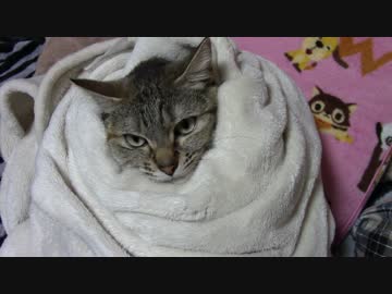 拾いねこ＠生後1743/1710日目　おくるみつきさん。