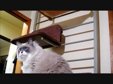 巨大猫ラグドール７キログラム
