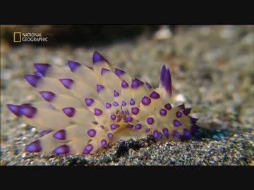 まものフレンズ