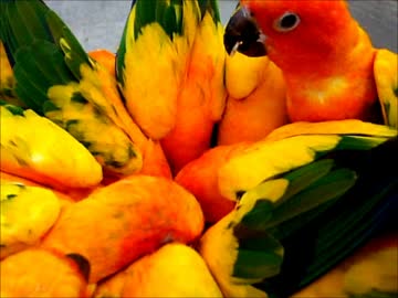 コレは何？　インコ華？　掛川花鳥園　4月の目玉　魔法の帽子