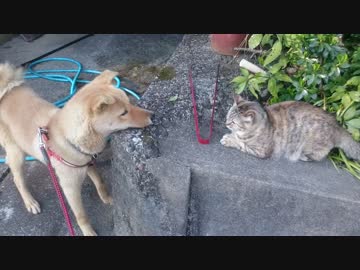 メイリオとお隣さんの猫(怒)