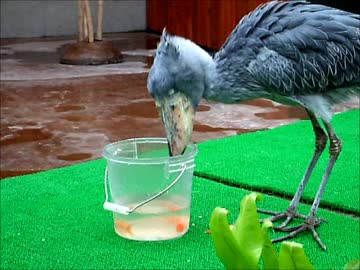 すべての花の画像 トップ100壁紙 ハシビロコウ 赤ちゃん