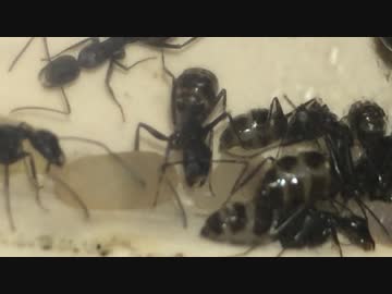 蟻戦争＃107 貴重映像？幼虫が繭をつくるところ編