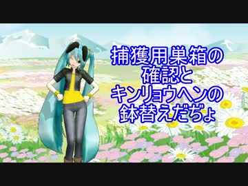 【素人養蜂　Part19】キンリョウヘンの鉢替えします