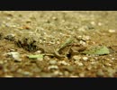 アリの巣に土かけて観察