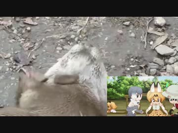 すごーい　実写版コツメカワウソ２　ジャグリング編　　