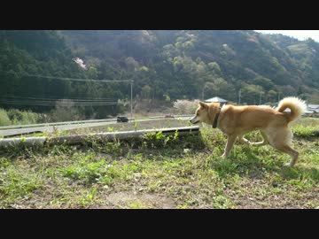 【ワンコ】柴犬のじょーを､GH5の4K/60fpsで撮ってみた