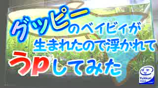 【ゆっくり】グッピーのベイビィが生まれたので浮かれてうｐしてみた