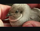 ネタがなくなってきたウズラ飼いの雑談