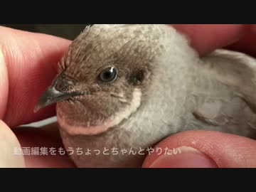 ネタがなくなってきたウズラ飼いの雑談