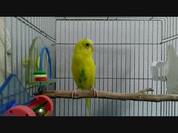【インコ動画】あるとん家のるーちゃんpart10