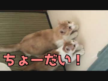 狂ったようにジャンプする猫達！！【超可愛い！！】