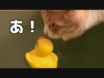 【激カワ！！】アヒルで遊ぶ猫【inお風呂！】