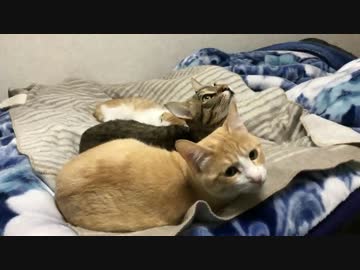 【やばい！】突然の雷に猫達の反応は____!