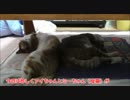 半野良猫の自由な猫文字。シャネルかな？
