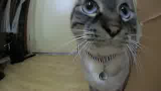 【395】ジャン❤︎ポン　過去１かわいい風呂待ち猫が撮れた