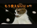 [ゆっくり猫動画]　２０　椛の開き