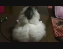 お尻ぷりぷり猫　peachy buttocks