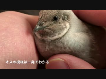 オスのヒメウズラの特徴