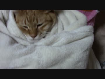 拾いねこ＠生後1745/1712日目　アコさんバージョン。