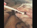猫、お利口さん歯磨きにゃ♪【ベンガルキャットのロディ♪】
