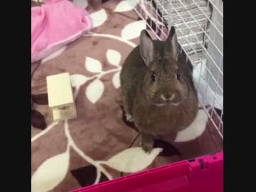 豪快に横になるうさぎのモカ