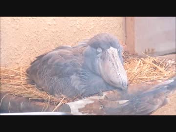 ハシビロコウの寝顔