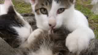 母猫の乳を吸ってる子猫がカメラに気が付いた瞬間がやばい