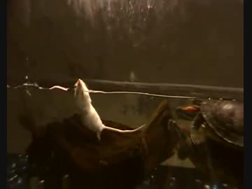 ホモと学ぶネズミVSカメ　その2