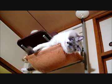 ハンモックの達人
