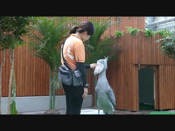 ハシビロコウ クラッタリングとあいさつ