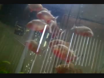 ホモと学ぶネズミVSピラニア