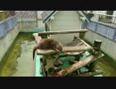 日立市かみね動物園のコツメカワウソ