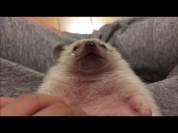 ハリアリハリナシハリネズミ