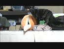 ハプニング またやっちゃった(´; ω ;｀)