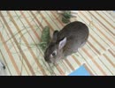 中身をちぎっては投げて遊ぶうさぎのモカ