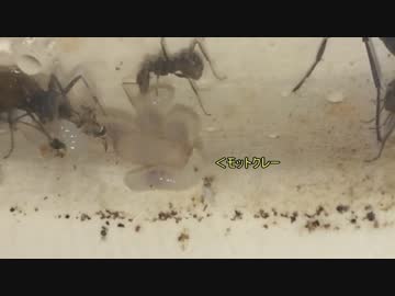 蟻戦争＃108 幼虫の上の謎の物体X編　