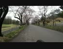 【ロードバイク】栃木県　太平山の桜並木