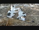 相手の顔面に猫パンチでクリーンヒットを喰らわせる子猫