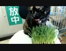 うめえぇぇ