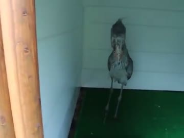 ハシビロコウ出勤