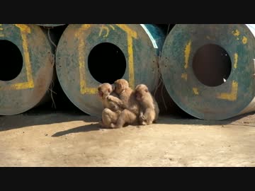 高宕山自然動物園
