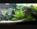 【アクアリウム】2階建て120cm水槽 20160707
