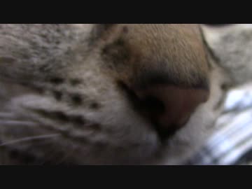 拾いねこ＠生後1747/1714日目　仕事帰りのアコツキ