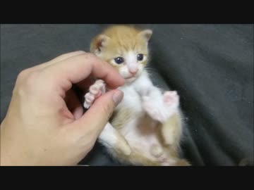 天使降臨(=^・・^=)笑