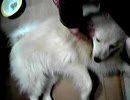 たむを撮ってみた