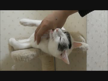 飼い主の手をカプっとアマガミして至福の表情をみせる猫